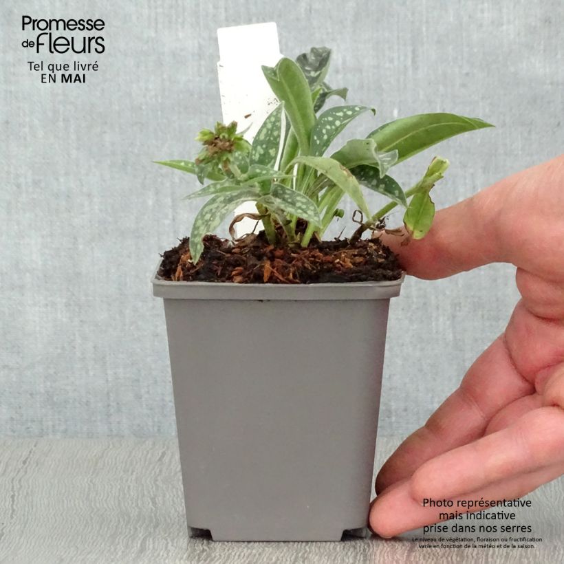 Pulmonaria longifolia E.B Anderson - Lungwort sample as delivered in spring