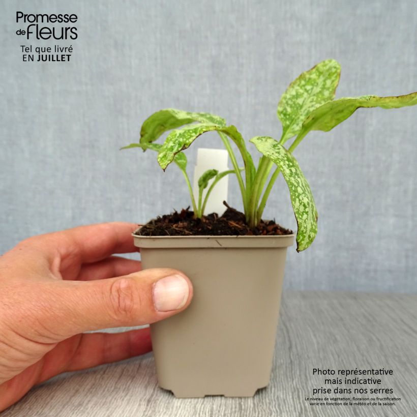 Pulmonaria saccharata Mrs Moon - Lungwort 8/9 cm pot sample as delivered in summer