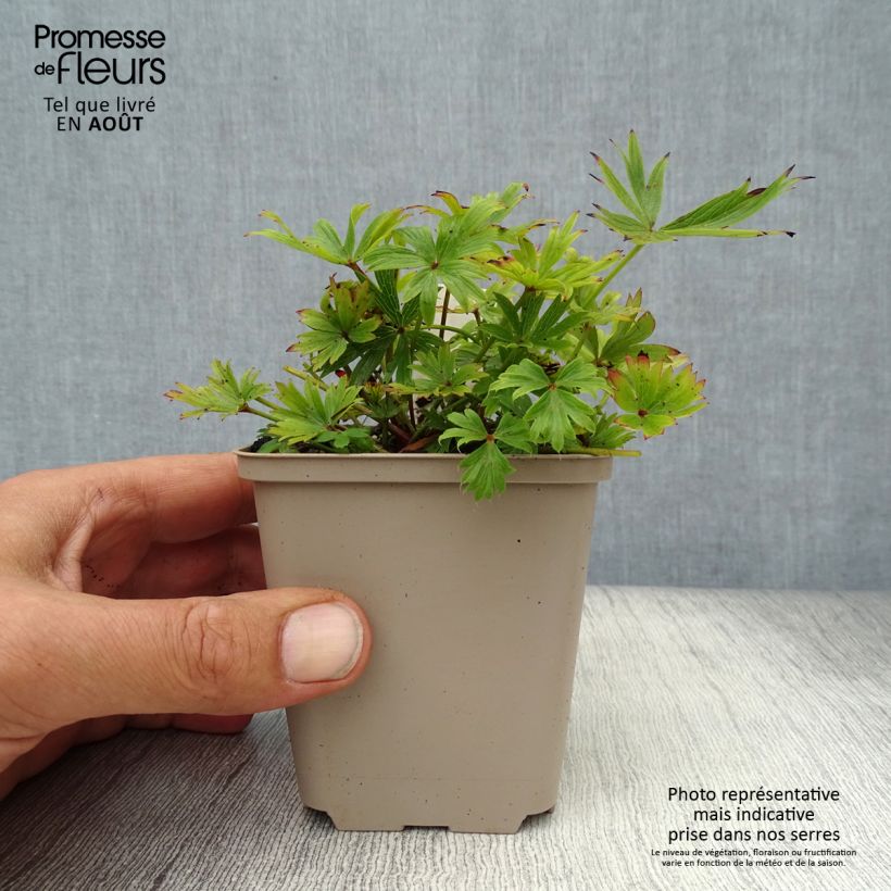 Pulsatilla patens - Anémone de prairie Godet de 9cm sample as delivered in summer