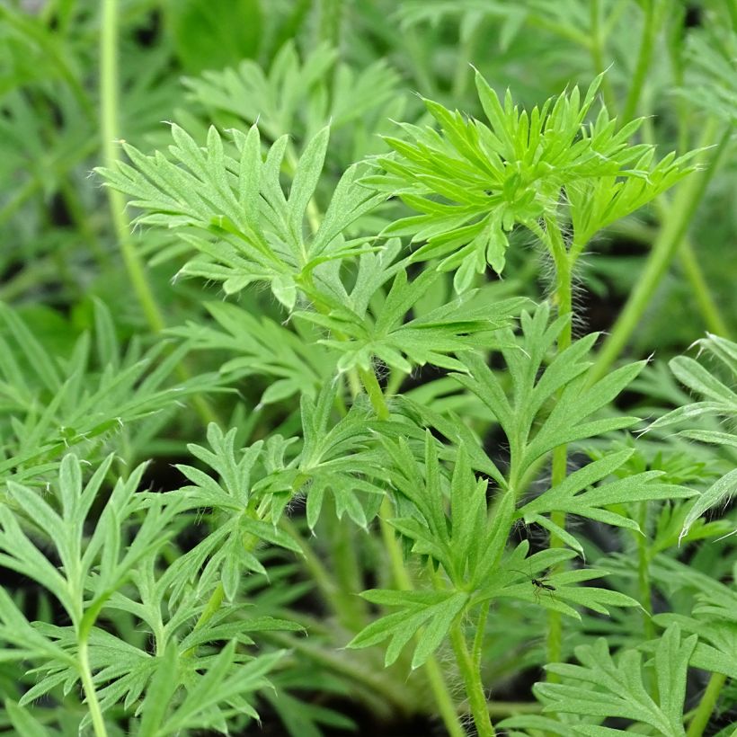 Pulsatilla vulgaris Alba - Pasqueflower (Foliage)