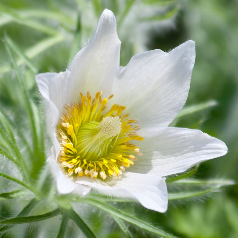 Pulsatilla vulgaris Alba - Pasqueflower (Flowering)