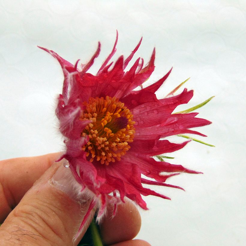 Pulsatilla vulgaris Papageno - Pasqueflower (Flowering)