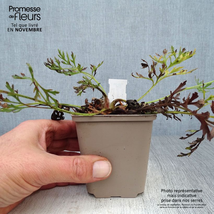 Pulsatilla vulgaris Papageno - Pasqueflower 8/9 cm pot sample as delivered in autumn