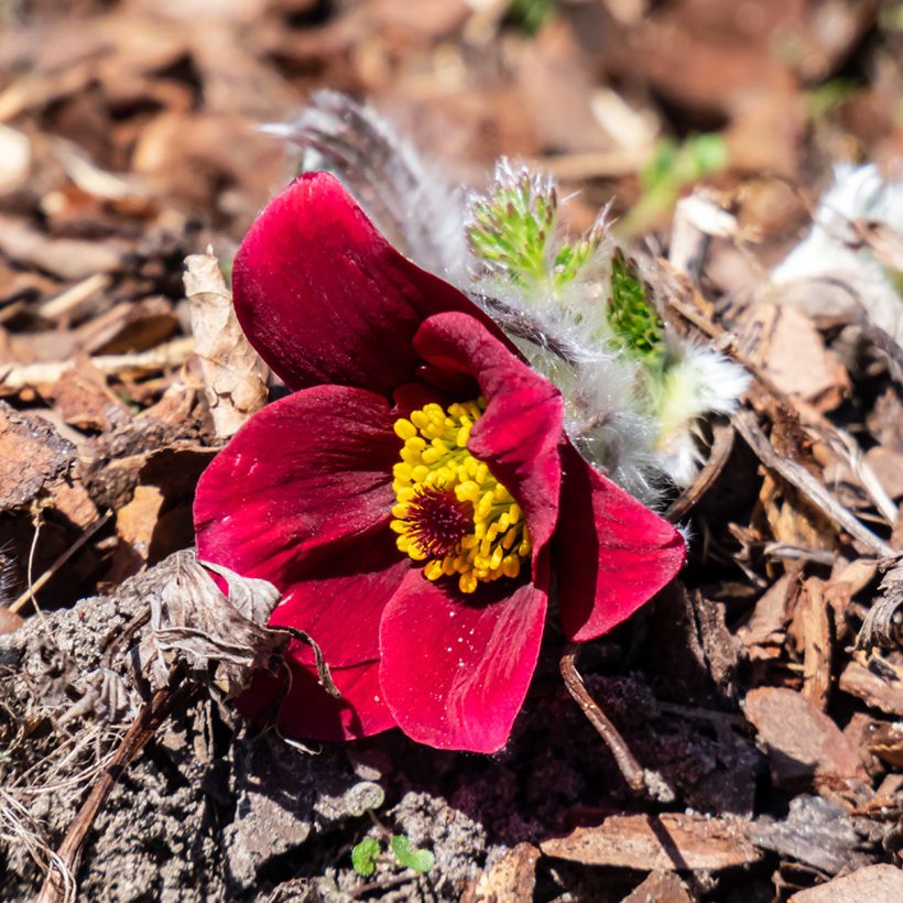 Pulsatilla vulgaris Röde Klokke - Pasqueflower (Flowering)