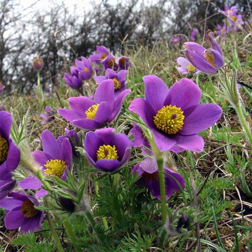 Pulsatilla vulgaris Violet - Pasqueflower (Flowering)