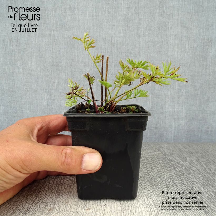 Pulsatilla vulgaris Violet - Pasqueflower 7/8 cm pot sample as delivered in summer