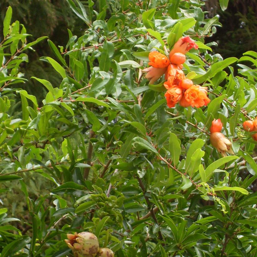 Punica granatum Maxima Rubra - Pomegranate (Foliage)