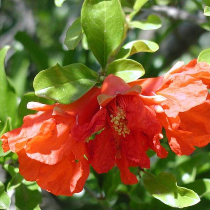 Punica granatum Maxima Rubra - Pomegranate (Flowering)