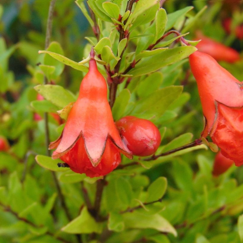 Punica granatum var. nana - Pomegranate (Flowering)