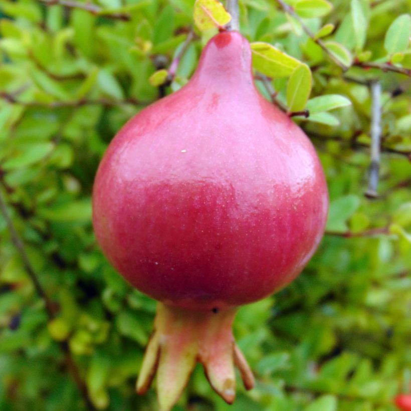 Punica granatum var. nana - Pomegranate (Harvest)