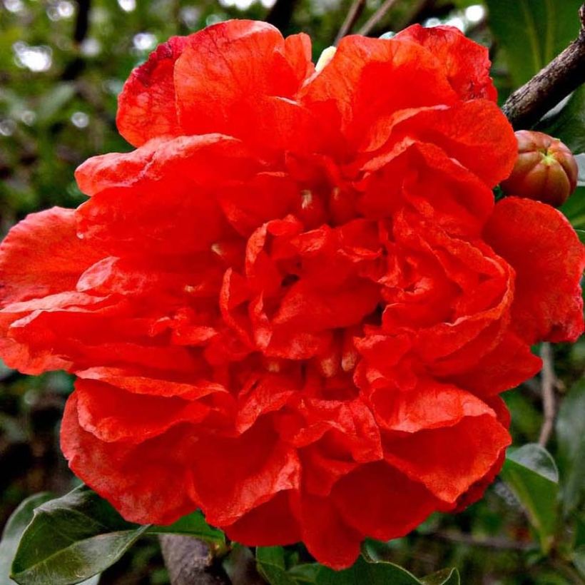 Punica granatum Noshi Shibari - Pomegranate (Flowering)