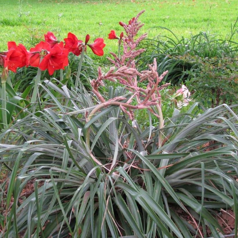 Puya assurgens  (Plant habit)