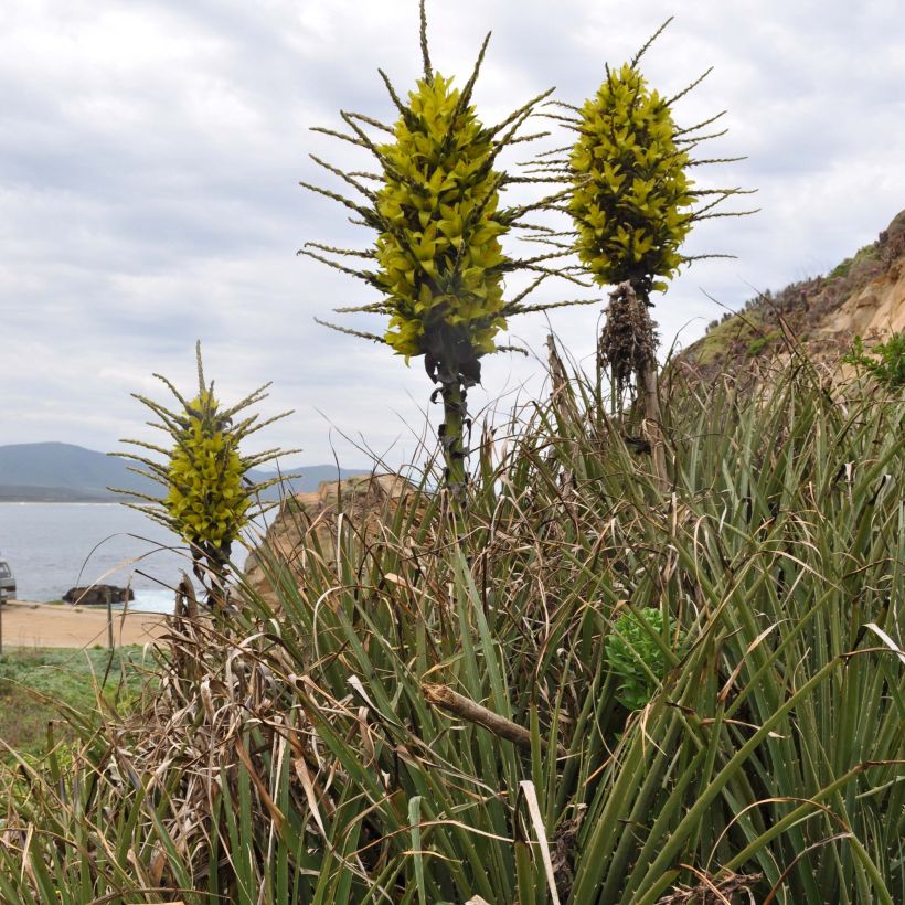 Puya chilensis (Plant habit)