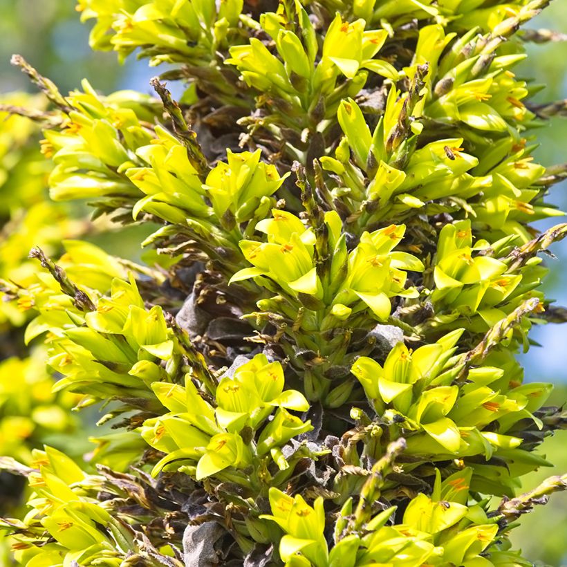 Puya chilensis (Flowering)