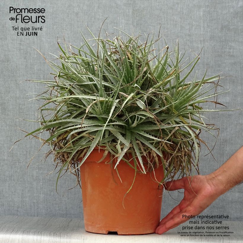 Puya venusta - Chagual Pot de 7,5L/10L sample as delivered in summer