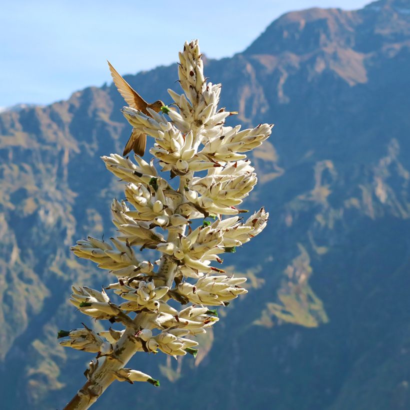 Puya weberbaueri (Flowering)