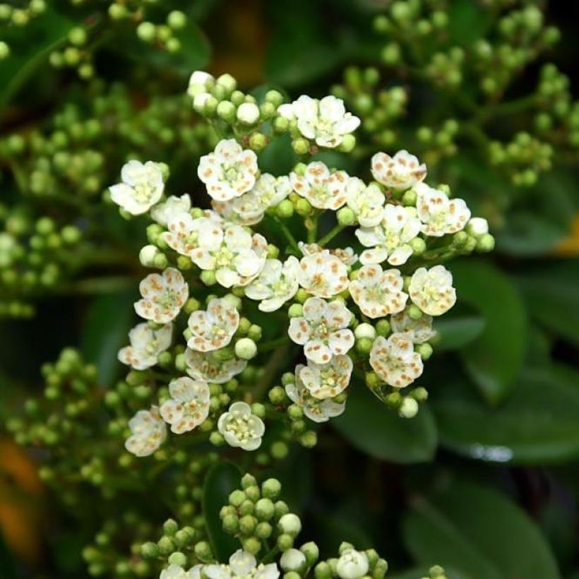 Pyracantha coccinea Mohave (Flowering)