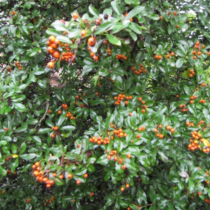 Pyracantha x coccinea Teton (Foliage)
