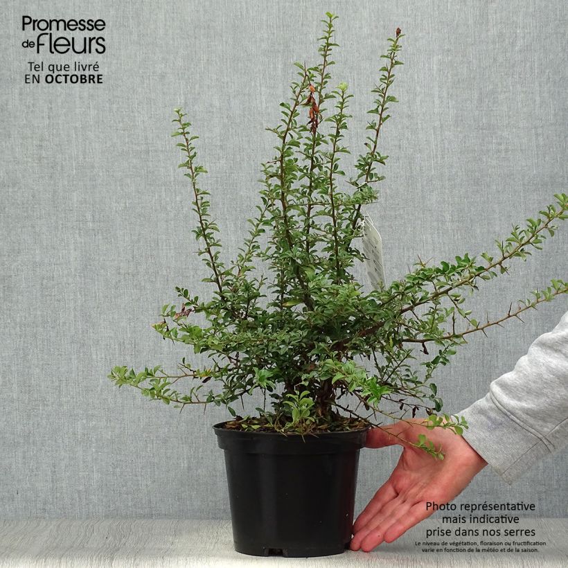 Pyracantha Teton - Buisson ardent Pot de 2L/3L sample as delivered in autumn