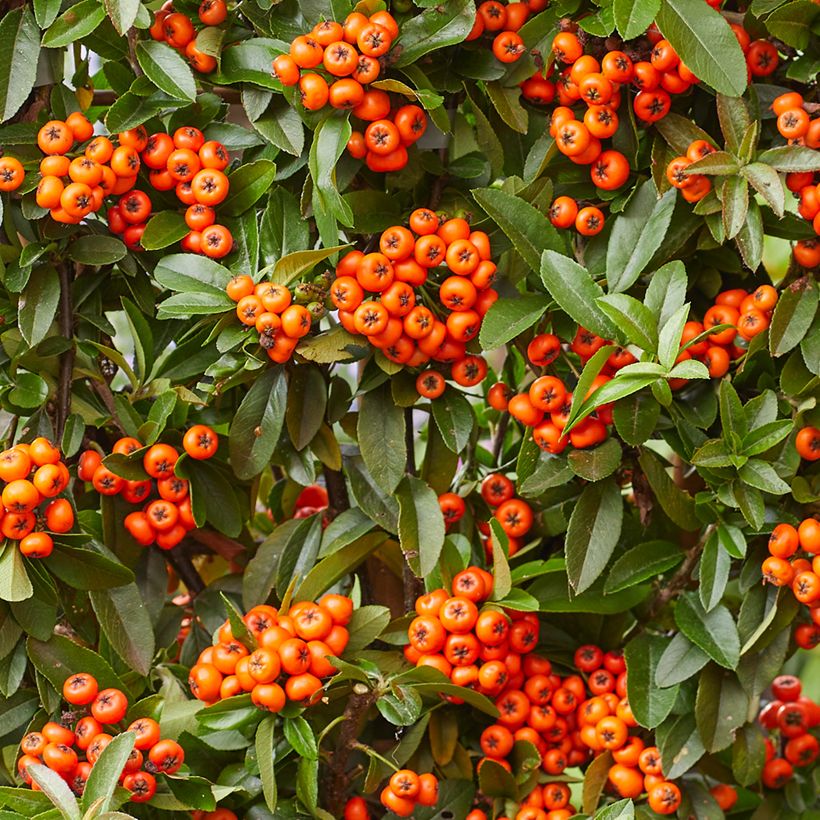 Pyracantha Orange Star (Harvest)