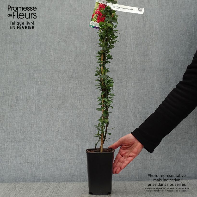 Pyracantha coccinea Red Star - Buisson ardent Pot de 2L/3L sample as delivered in winter