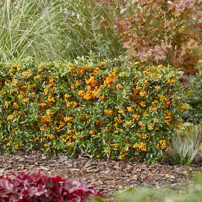 Pyracantha coccinea Sunny Star (Plant habit)