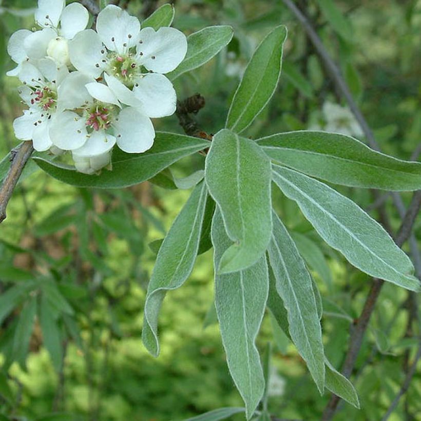 Pyrus salicifolia Pendula - Pendulous Willow-leaved Pear (Foliage)