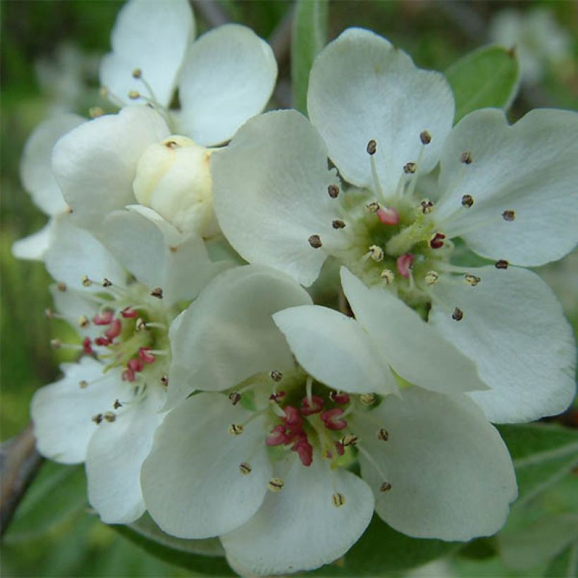 Pyrus salicifolia Pendula - Pendulous Willow-leaved Pear (Flowering)