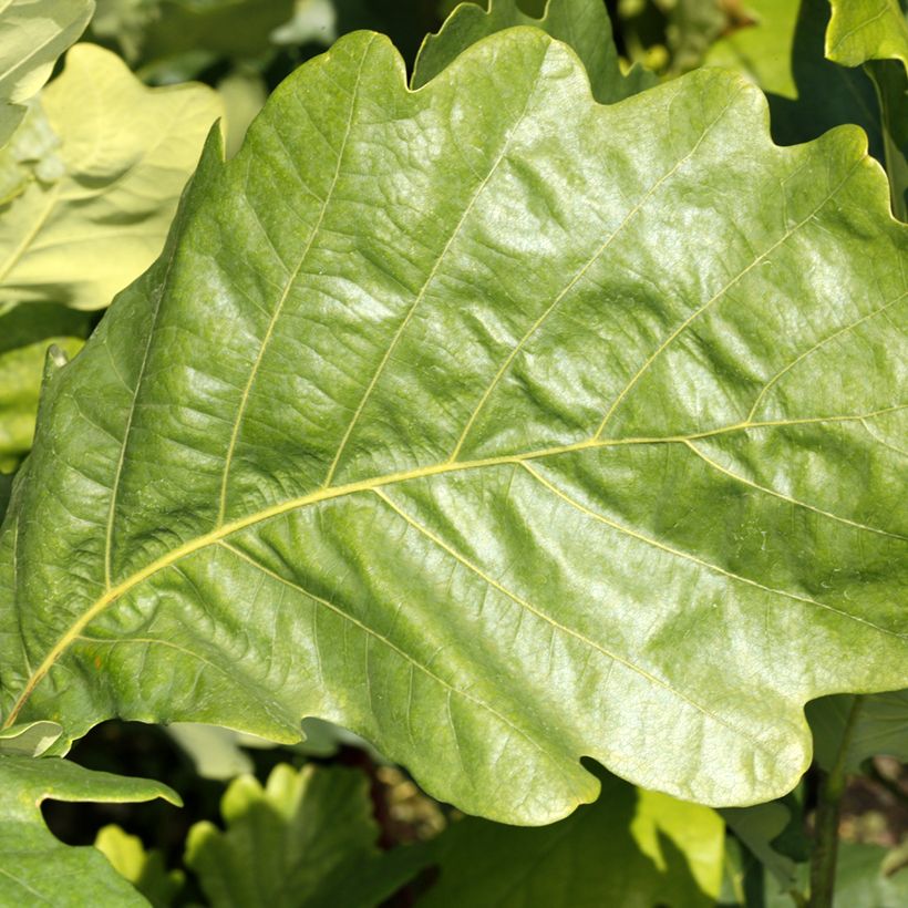 Quercus Monument - Oak (Foliage)