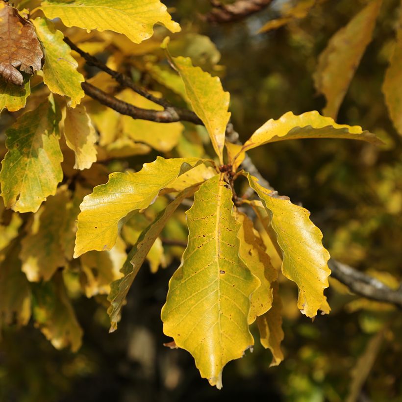 Quercus aliena - Galcham Oak (Foliage)