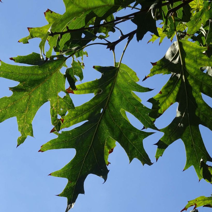 Quercus coccinea Splendens - Scarlet Oak (Foliage)