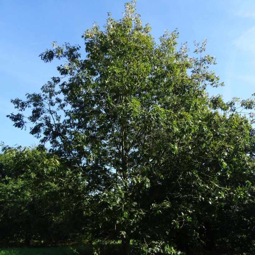 Quercus coccinea Splendens - Scarlet Oak (Plant habit)