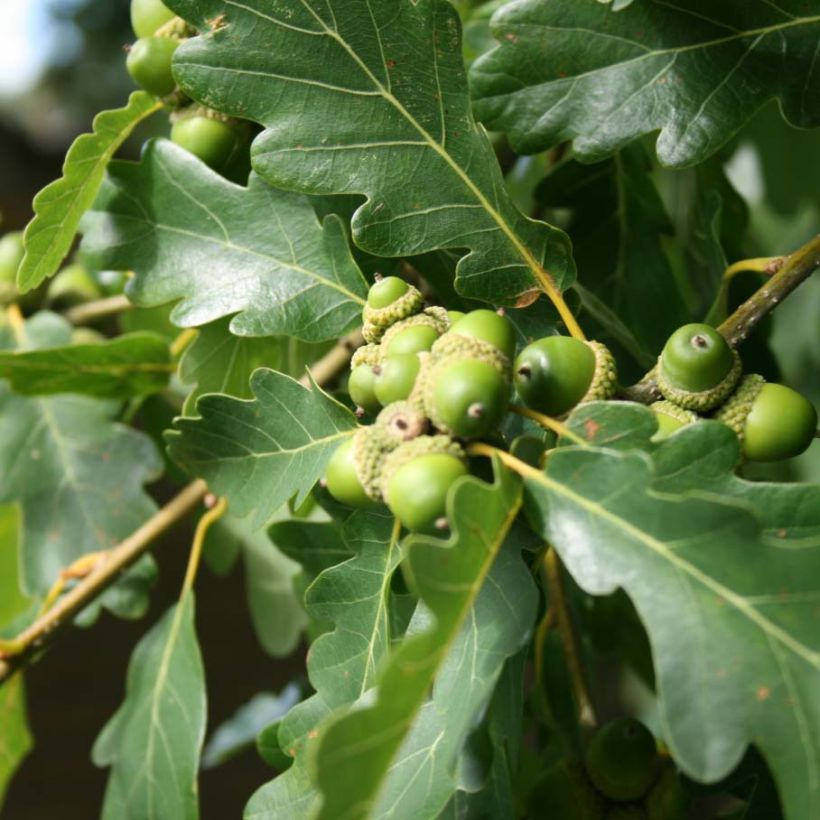 Quercus petraea - Sessile Oak (Foliage)