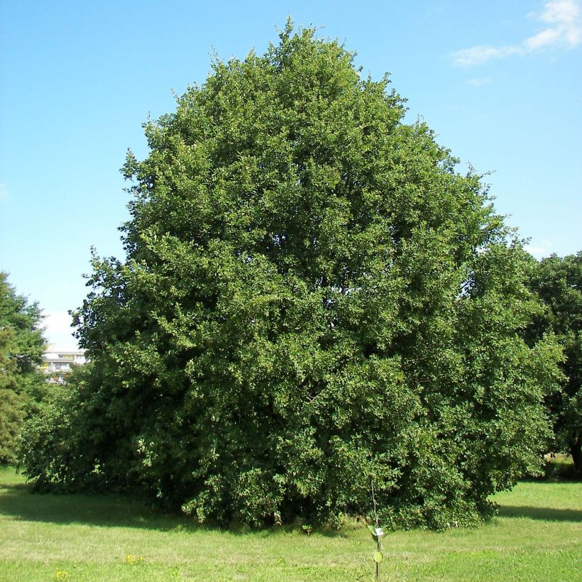 Quercus petraea - Sessile Oak (Plant habit)