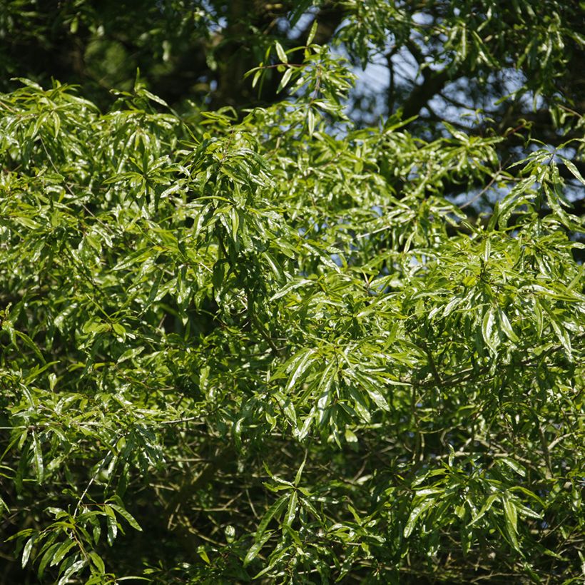 Quercus phellos - Willow Oak (Foliage)