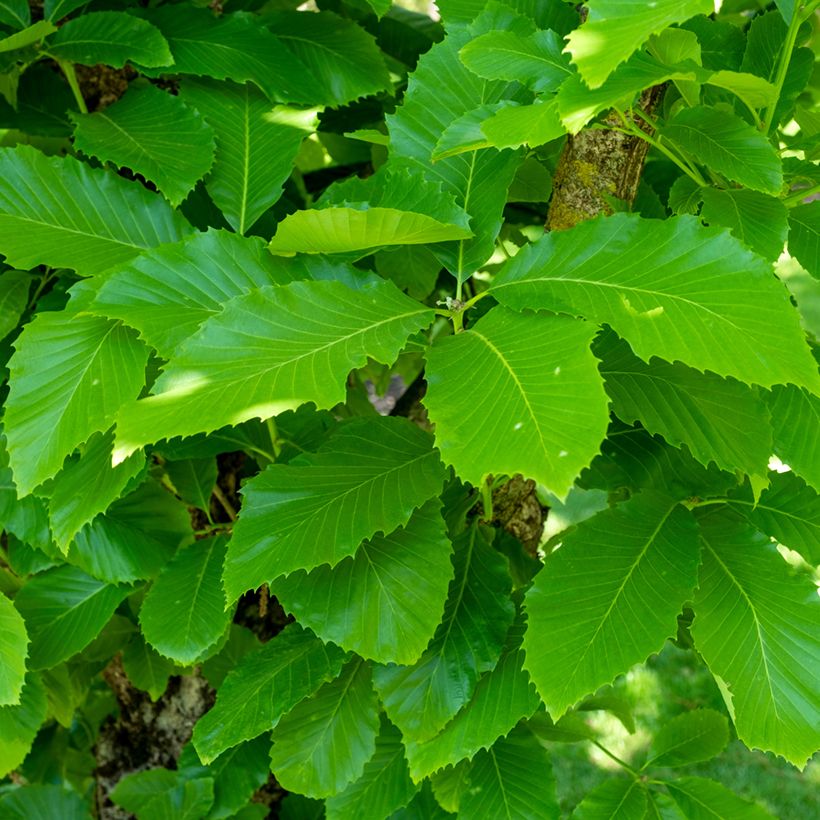 Quercus pontica - Pontic Oak (Foliage)