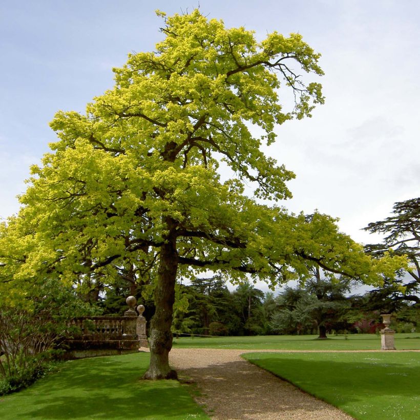 Quercus robur Concordia - English Oak (Plant habit)