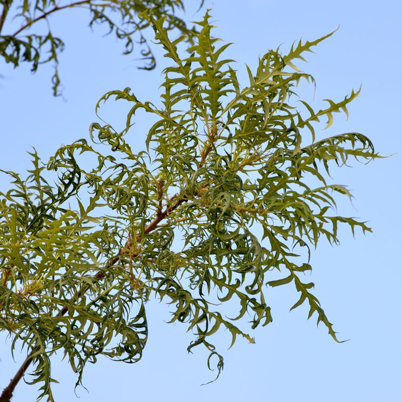 Quercus robur Pectinata - English oak (Foliage)