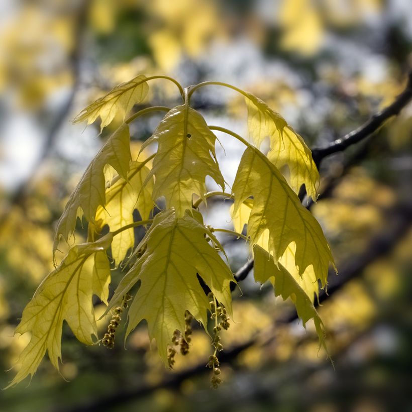 Quercus rubra Aurea (Foliage)