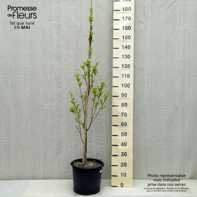 Quercus warei Windcandle sample as delivered in spring