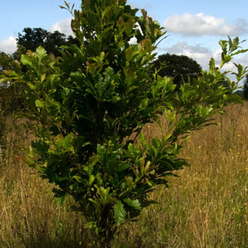 Quercus warei Windcandle (Plant habit)
