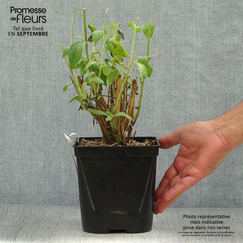 Rudbeckia hirta Giggling SmileyZ 'Rudht25' 2L/3L pot sample as delivered in autumn