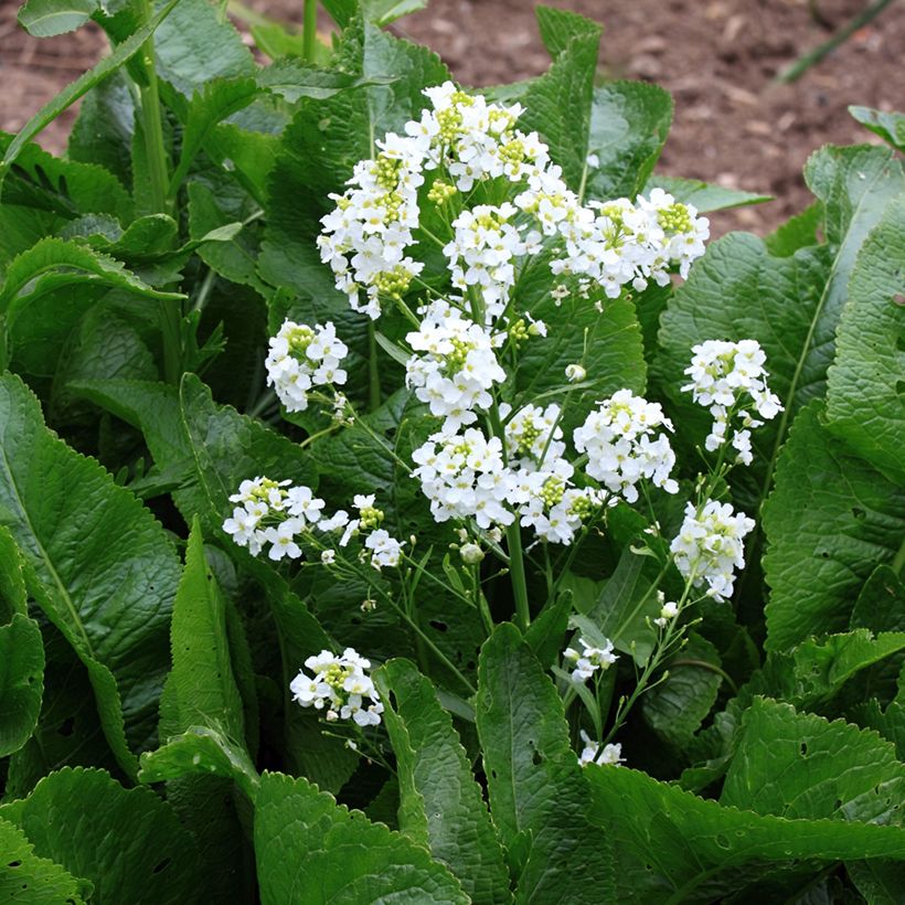 Horseradish - Armoracia rusticana - German Mustard (Flowering)