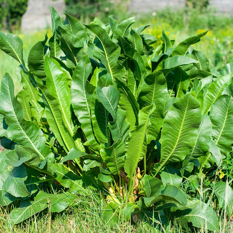 Horseradish - Armoracia rusticana (Plant habit)