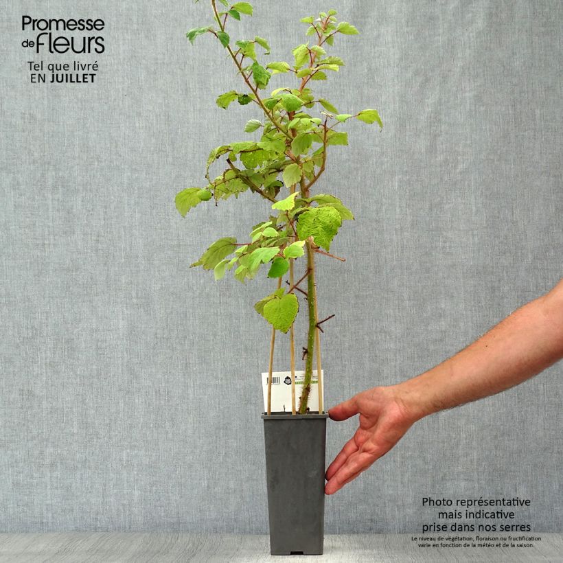 Rubus phoenicolasius 'Raisin du Japon' - Wineberry 1.5L/2L pot, Clump sample as delivered in summer