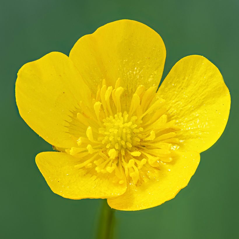 Ranunculus acris - Meadow Buttercup (Flowering)