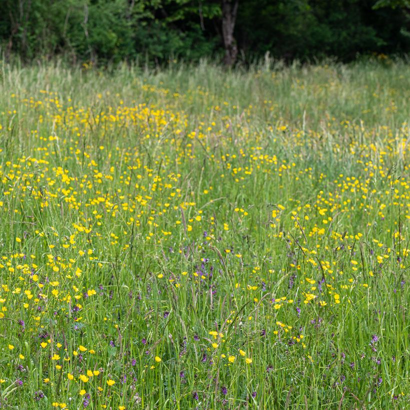 Ranunculus acris - Meadow Buttercup (Plant habit)