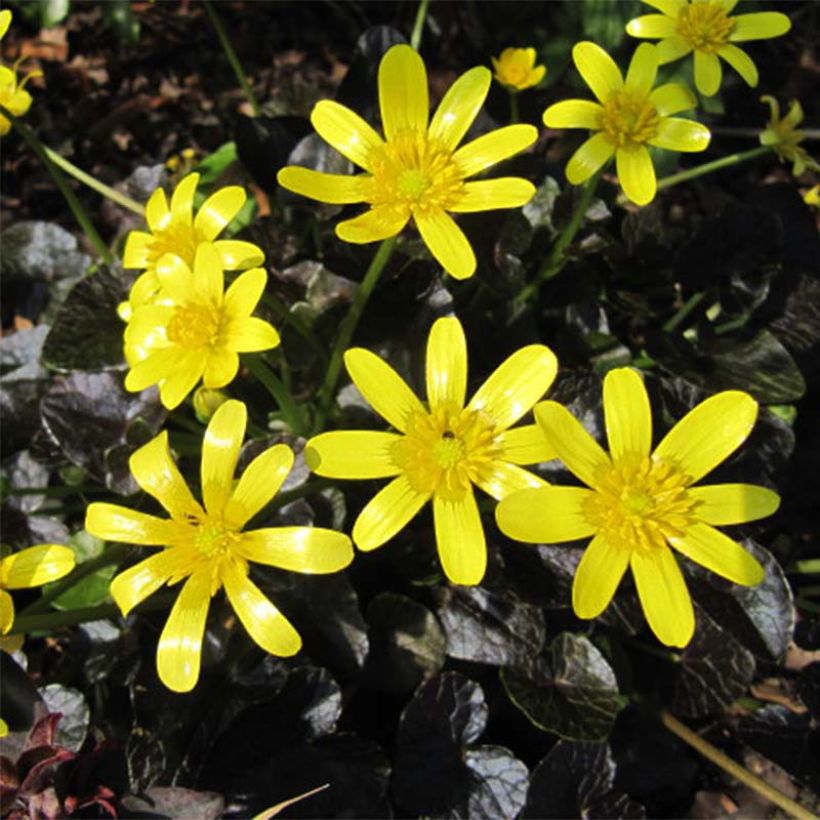 Ranunculus ficaria Brazen Hussy - Lesser Celandine (Flowering)
