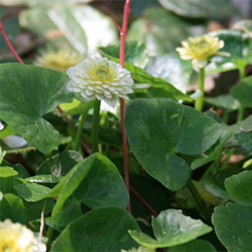 Ranunculus ficaria Ken Aslet - Lesser Celandine (Foliage)