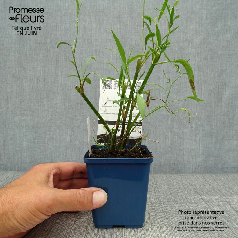 Ranunculus flammula - Lesser Spearwort 8/9 cm pot sample as delivered in summer